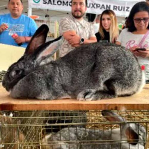 ALERTA SANITARIA EN SAQUISILÍ SUSPENDEN FERIAS Y COMERCIALIZACIÓN DE CUYES Y CONEJOS POR MORTALIDAD EN EVALUACIÓN