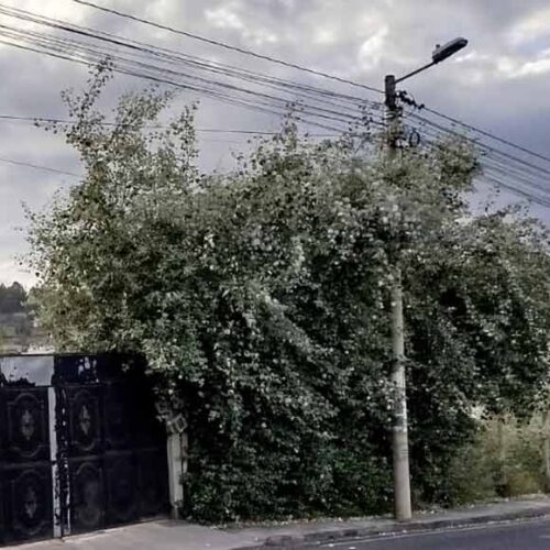 ENTRE RAMAS Y CABLES ACERA INSEGURA GENERA ALARMA EN SAQUISILÍ