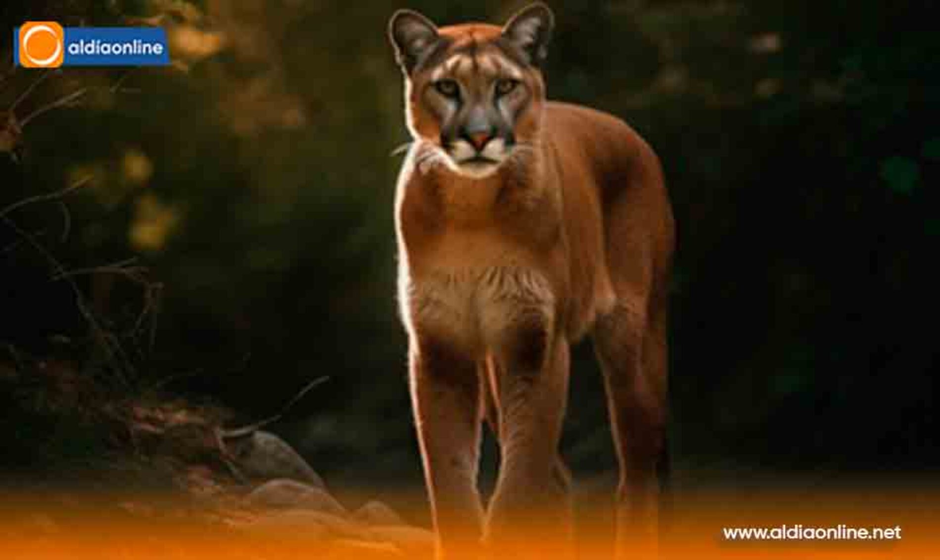 UTC PARTICIPA EN EL MONITOREO Y CONSERVACIÓN DEL PUMA