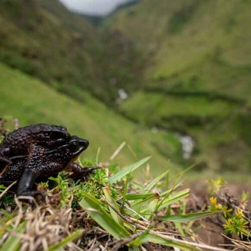 ALIANZA JAMBATO DENUNCIA QUE ANGAMARCA SE CONVIERTE EN FOCO DE VIOLENCIA CONTRA DEFENSORES DE LA NATURALEZA EN COTOPAXI