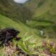 ALIANZA JAMBATO DENUNCIA QUE ANGAMARCA SE CONVIERTE EN FOCO DE VIOLENCIA CONTRA DEFENSORES DE LA NATURALEZA EN COTOPAXI