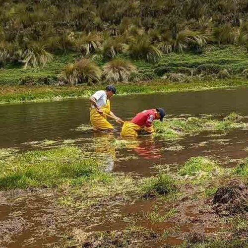 BOMBEROS DE LATACUNGA SE SUMARON A LA MINGA DE LIMPIEZA RESTAURACIÓN EN LOS MANANTIALES DEL PARQUE NACIONAL COTOPAXI