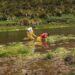 BOMBEROS DE LATACUNGA SE SUMARON A LA MINGA DE LIMPIEZA RESTAURACIÓN EN LOS MANANTIALES DEL PARQUE NACIONAL COTOPAXI
