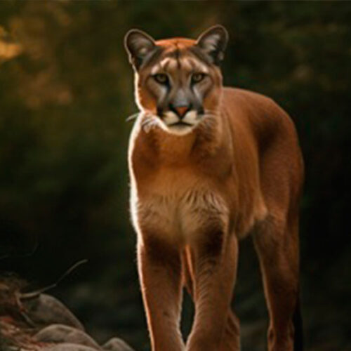 UTC PARTICIPA EN EL MONITOREO Y CONSERVACIÓN DEL PUMA