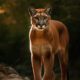 UTC PARTICIPA EN EL MONITOREO Y CONSERVACIÓN DEL PUMA