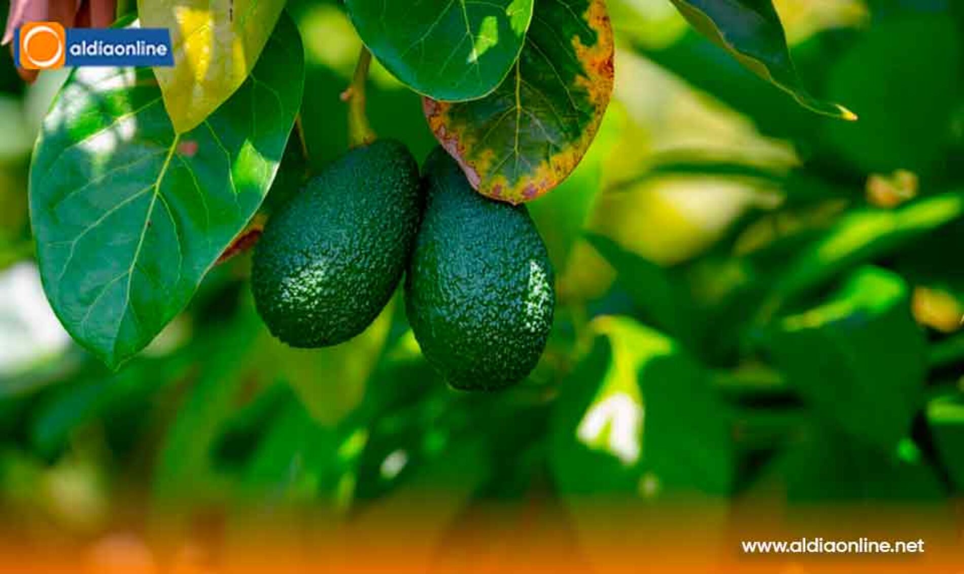 GOBIERNO IMPULSA LA DIVERSIFICACIÓN AGRÍCOLA PARA AMPLIAR LA OFERTA EXPORTABLE DEL ECUADOR
