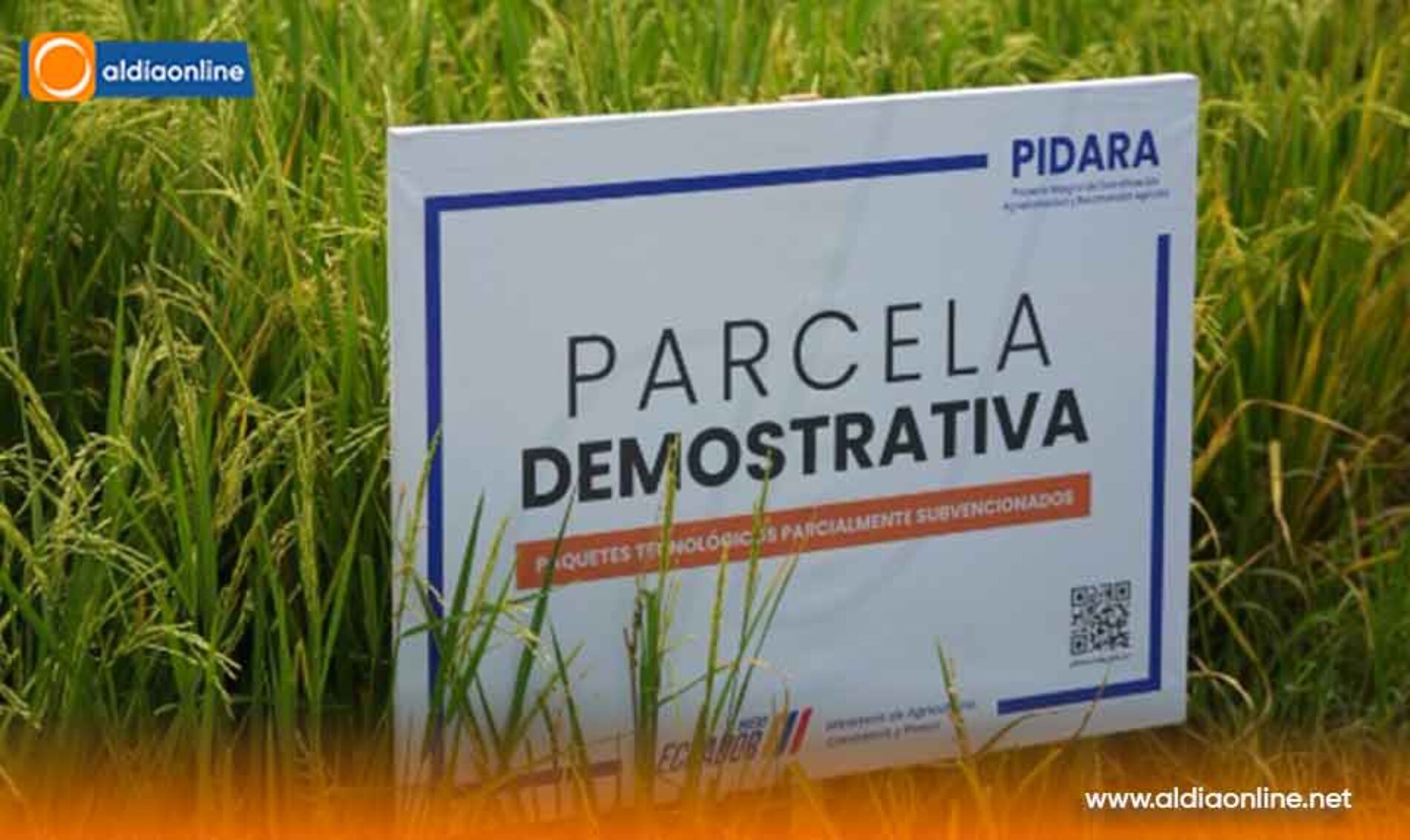 GOBIERNO DE DANIEL NOBOA IMPULSA 391 PARCELAS DEMOSTRATIVAS PARA FORTALECER LA PRODUCTIVIDAD AGRÍCOLA