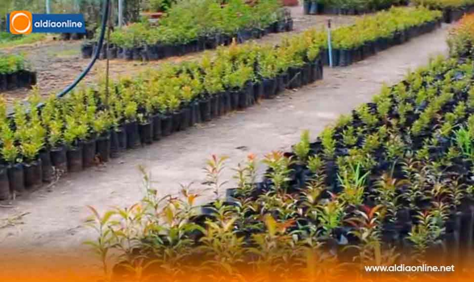 VIVERO MUNICIPAL DE LATACUNGA IMPULSA LA REFORESTACIÓN Y EL EMBELLECIMIENTO DE BARRIOS Y COMUNIDADES