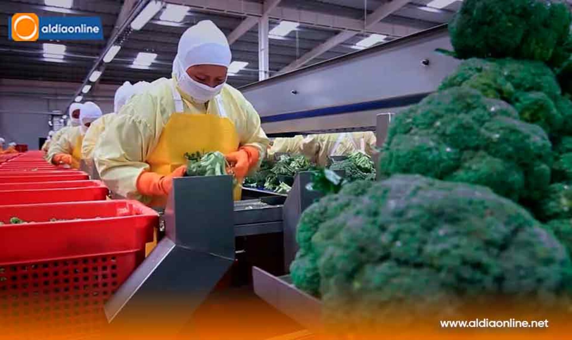GOBIERNO IMPULSA LA DIVERSIFICACIÓN AGRÍCOLA PARA AMPLIAR LA OFERTA EXPORTABLE DEL ECUADOR
