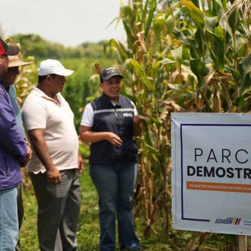 GOBIERNO DE DANIEL NOBOA IMPULSA 391 PARCELAS DEMOSTRATIVAS PARA FORTALECER LA PRODUCTIVIDAD AGRÍCOLA