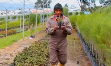 VIVERO MUNICIPAL DE LATACUNGA IMPULSA LA REFORESTACIÓN Y EL EMBELLECIMIENTO DE BARRIOS Y COMUNIDADES