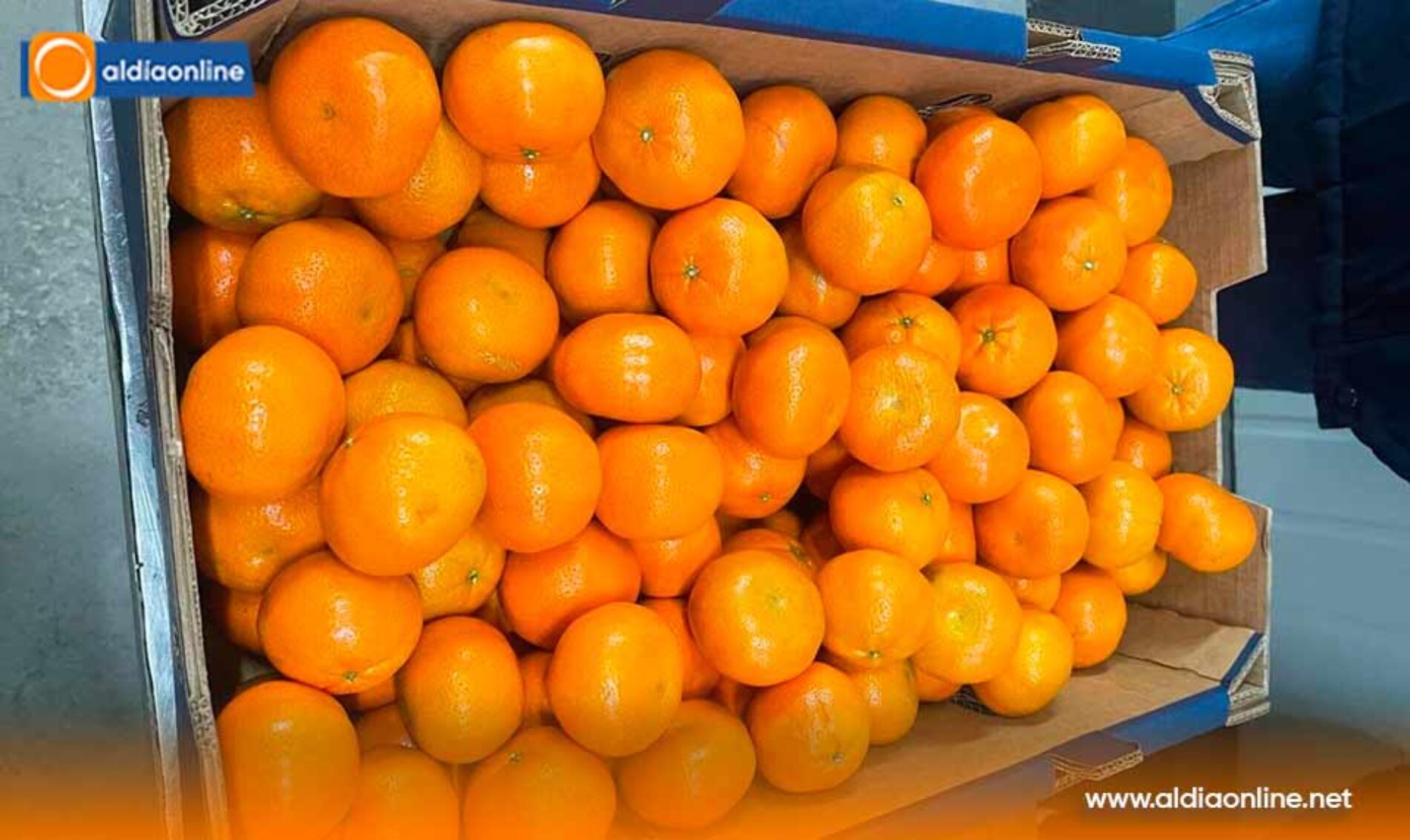 ECUADOR EXPORTA A ESTADOS UNIDOS 23.430 KILOGRAMOS DE MANDARINA VARIEDAD TANGO