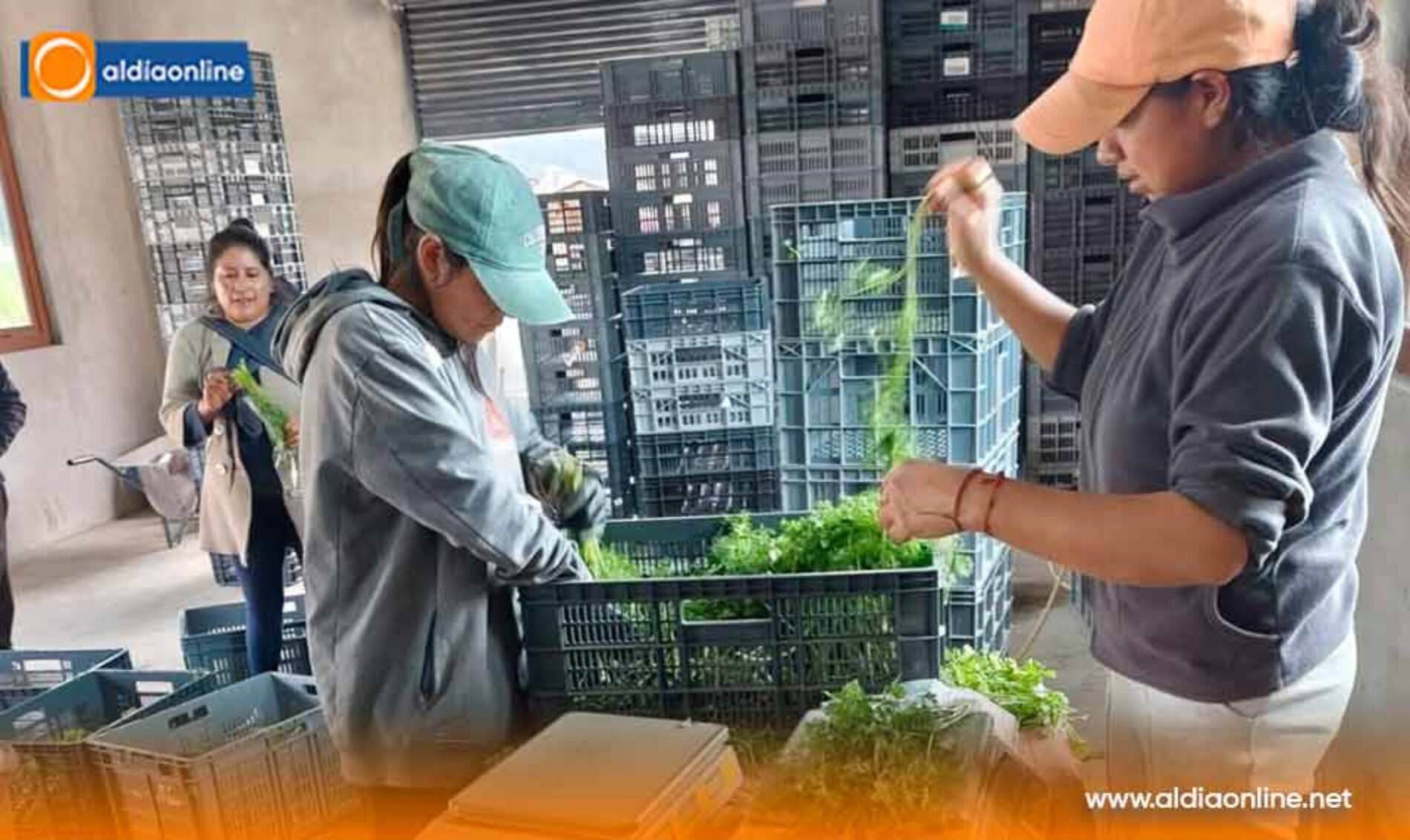5.717 PRODUCTORES AGROPECUARIOS YA RECIBEN ASISTENCIA TÉCNICA PERSONALIZADA EN SUS PROPIOS PREDIOS