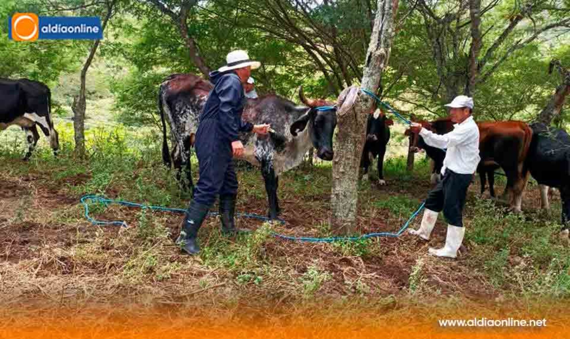 GOBIERNO IMPULSA MEDIDAS PREVENTIVAS PARA CUIDAR AL GANADO ANTE EVENTUAL PRESENCIA DE EL NIÑO