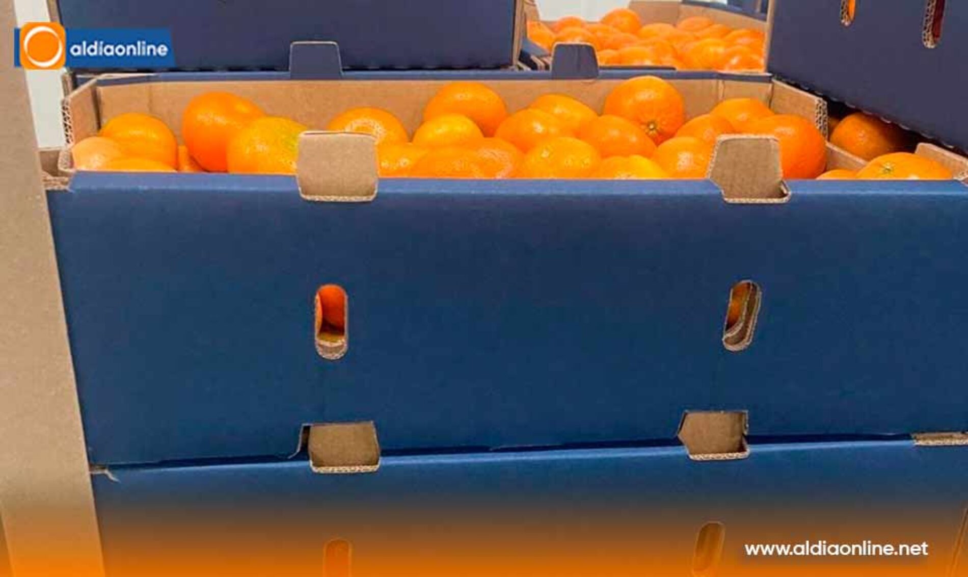 ECUADOR EXPORTA A ESTADOS UNIDOS 23.430 KILOGRAMOS DE MANDARINA VARIEDAD TANGO