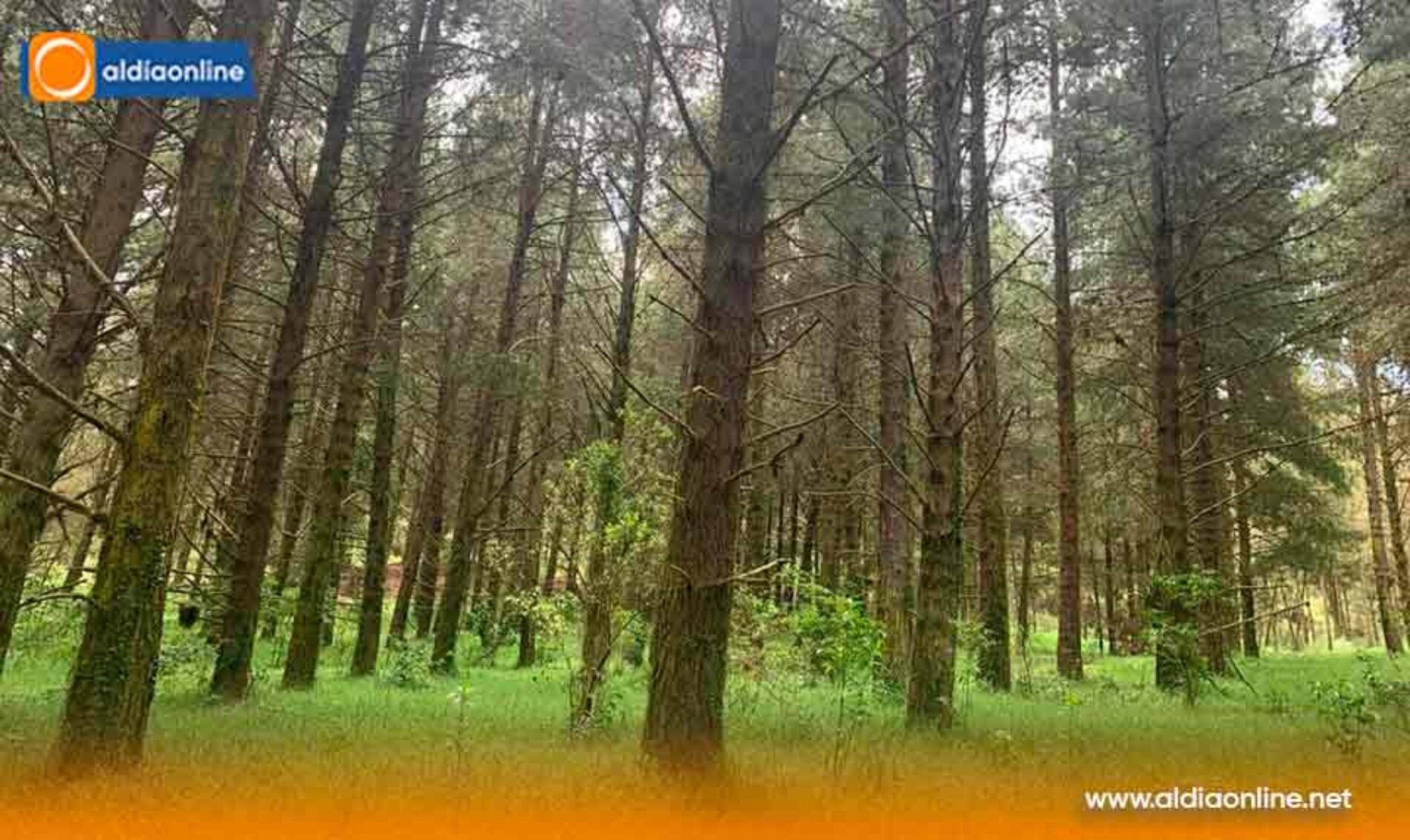 GOBIERNO NACIONAL IMPULSA LA PRODUCCIÓN FORESTAL SOSTENIBLE Y LAS EXPORTACIONES CON ASISTENCIA TÉCNICA E INCENTIVOS
