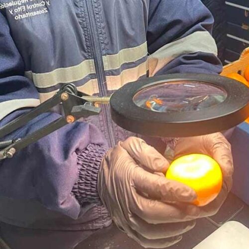 ECUADOR EXPORTA A ESTADOS UNIDOS 23.430 KILOGRAMOS DE MANDARINA VARIEDAD TANGO