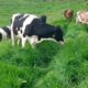 GOBIERNO IMPULSA MEDIDAS PREVENTIVAS PARA CUIDAR AL GANADO ANTE EVENTUAL PRESENCIA DE EL NIÑO