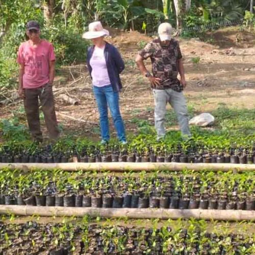 GOBIERNO NACIONAL IMPULSA LA PRODUCCIÓN FORESTAL SOSTENIBLE Y LAS EXPORTACIONES CON ASISTENCIA TÉCNICA E INCENTIVOS