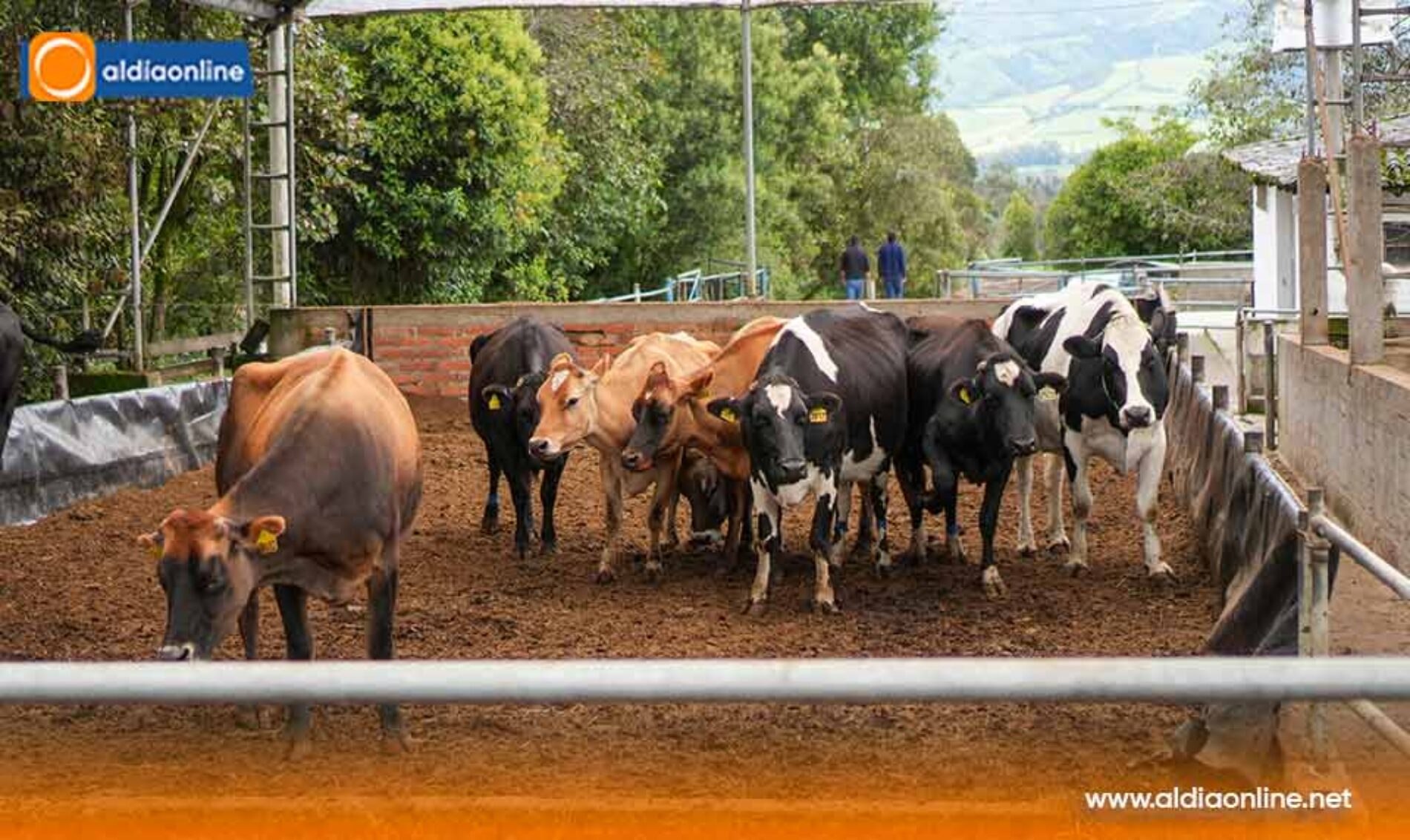 GOBIERNO DEL PRESIDENTE DANIEL NOBOA IMPULSA LA GANADERÍA REGENERATIVA Y CAPACITA A MÁS DE 2.400 PRODUCTORES