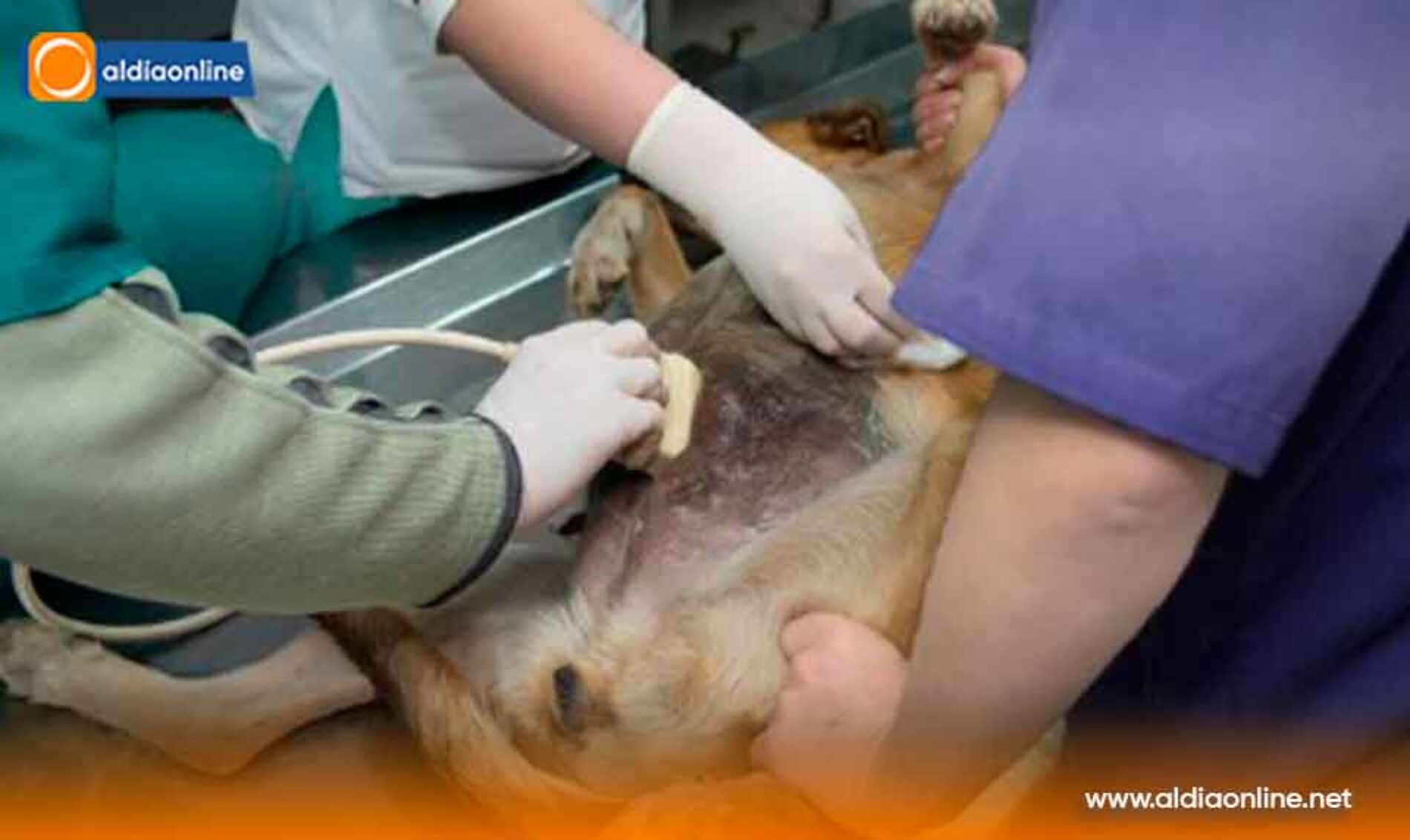 MUNICIPIO DE PUJILÍ ACERCA LA ESTERILIZACIÓN DE MASCOTAS A LOS HOGARES QUE MÁS LO NECESITAN