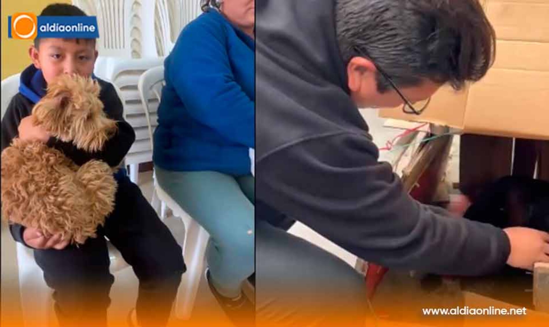 SALCEDO REFUERZA ACCIONES PARA EL BIENESTAR ANIMAL CON RESCATES Y ESTERILIZACIONES GRATUITAS
