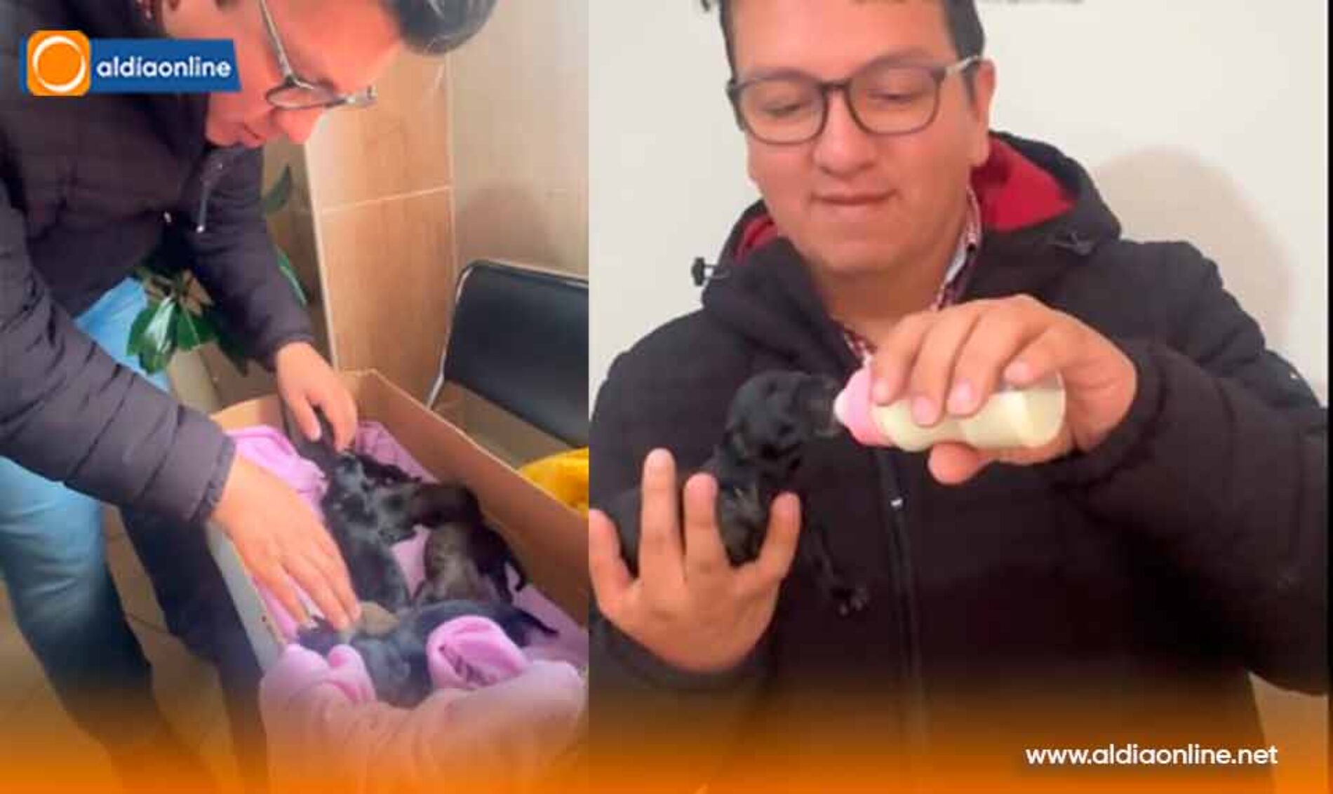 SALCEDO REFUERZA ACCIONES PARA EL BIENESTAR ANIMAL CON RESCATES Y ESTERILIZACIONES GRATUITAS