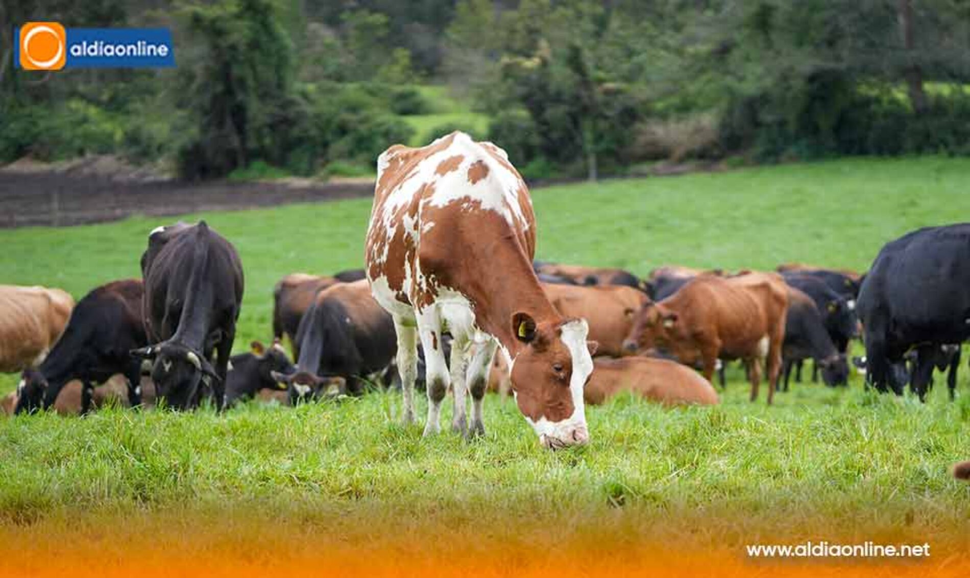 GOBIERNO DEL PRESIDENTE DANIEL NOBOA IMPULSA LA GANADERÍA REGENERATIVA Y CAPACITA A MÁS DE 2.400 PRODUCTORES