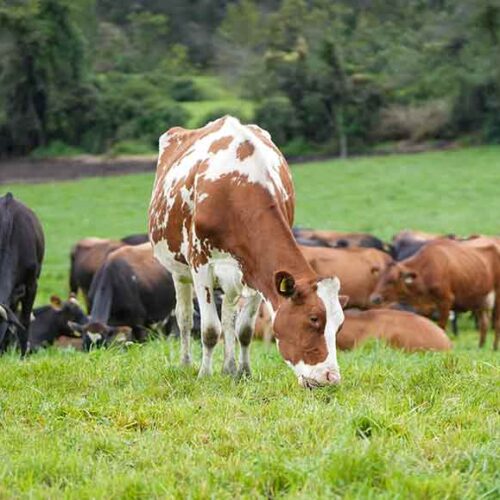 GOBIERNO DEL PRESIDENTE DANIEL NOBOA IMPULSA LA GANADERÍA REGENERATIVA Y CAPACITA A MÁS DE 2.400 PRODUCTORES