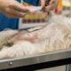 MUNICIPIO DE PUJILÍ ACERCA LA ESTERILIZACIÓN DE MASCOTAS A LOS HOGARES QUE MÁS LO NECESITAN