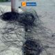 CABLES COLGANDO Y TIRADOS EN LA VÍA GENERAN PELIGRO EN CALLE PANGUA EN CDLA. MALDONADO TOLEDO
