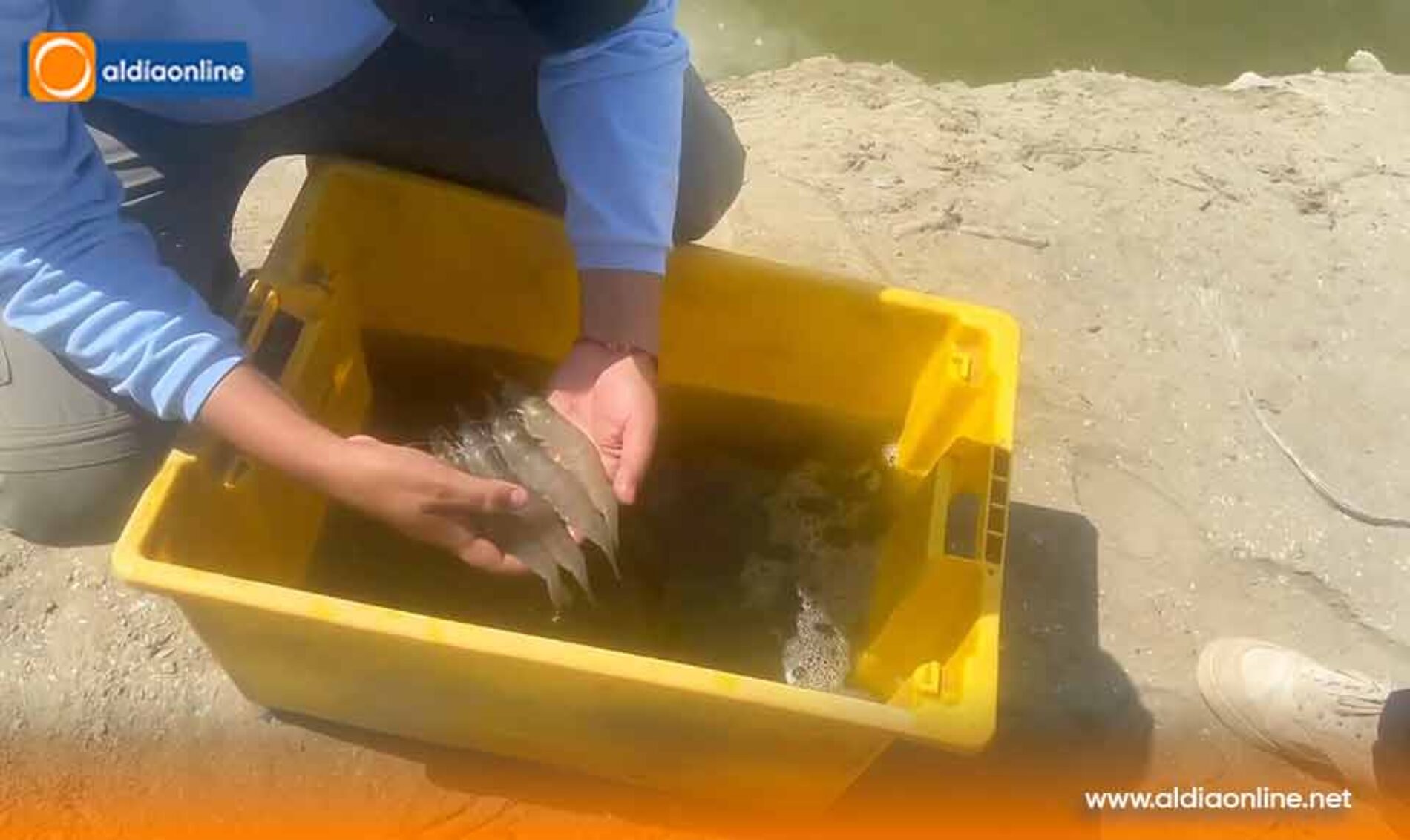 EL GOBIERNO NACIONAL PREPARA AL SECTOR ACUÍCOLA PARA PROTEGER LA PRODUCCIÓN ANTE LA POSIBLE PRESENCIA DEL EVENTO EL NIÑO  