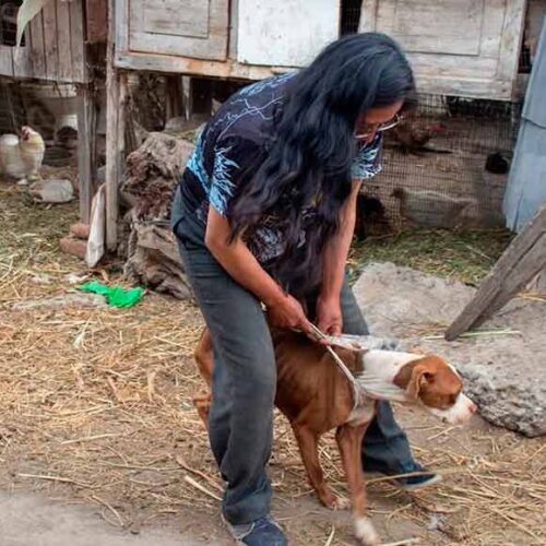 DENUNCIA CIUDADANA PERMITIÓ RESCATAR A UN PERRO EN CONDICIÓN DE VULNERABILIDAD EN TIOBAMBA