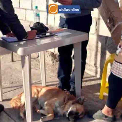 SERVICIOS PÚBLICOS FORTALECE CON  MEJORAS EN MERCADOS, CEMENTERIO  Y CONTROL DE FAUNA URBANA