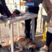 SERVICIOS PÚBLICOS FORTALECE CON  MEJORAS EN MERCADOS, CEMENTERIO  Y CONTROL DE FAUNA URBANA