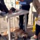 SERVICIOS PÚBLICOS FORTALECE CON  MEJORAS EN MERCADOS, CEMENTERIO  Y CONTROL DE FAUNA URBANA