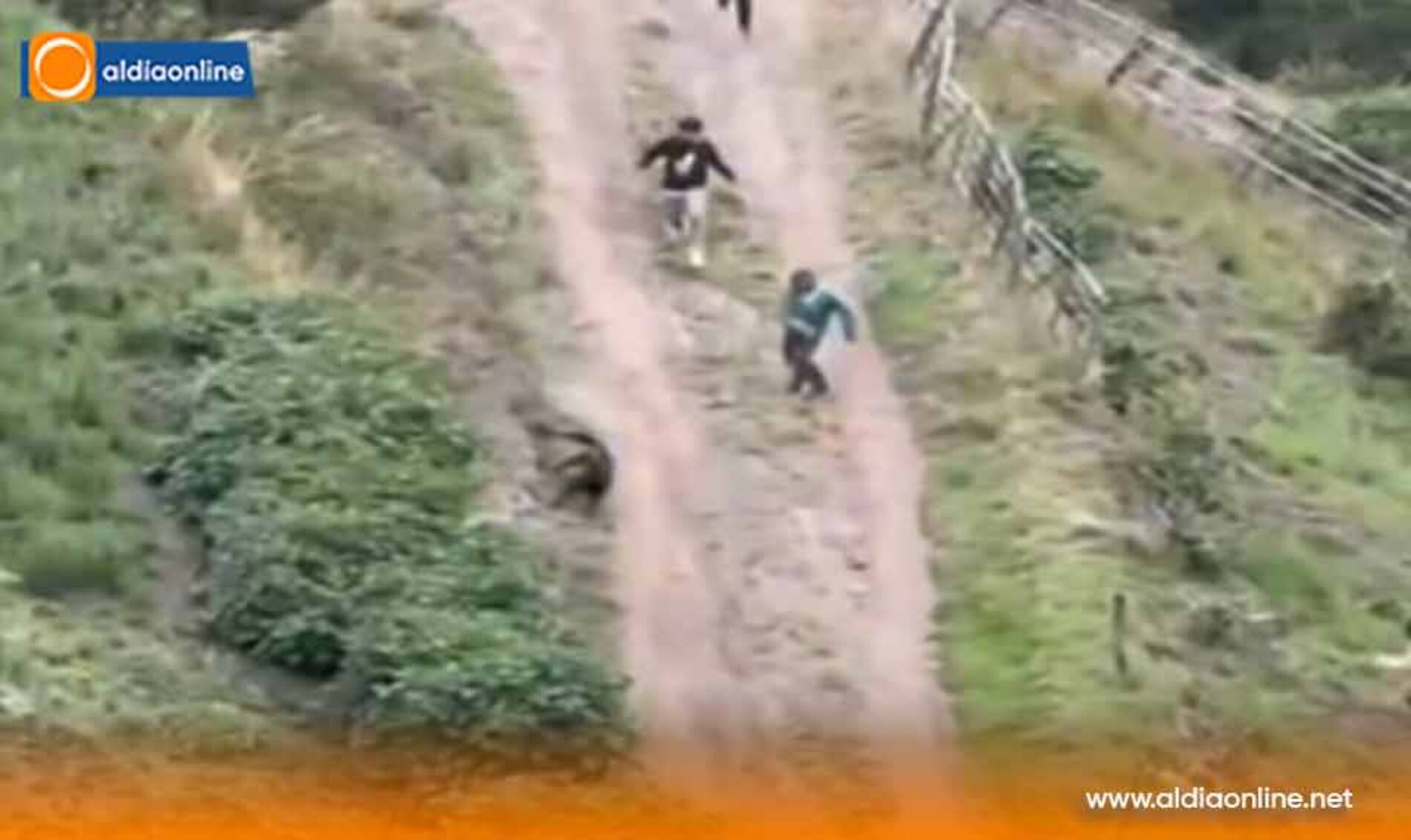 SAQUISILÍ EN ALERTA PERROS FERALES ATACAN A OVEJAS Y GENERAN PÉRDIDAS EN VARIAS COMUNIDADES