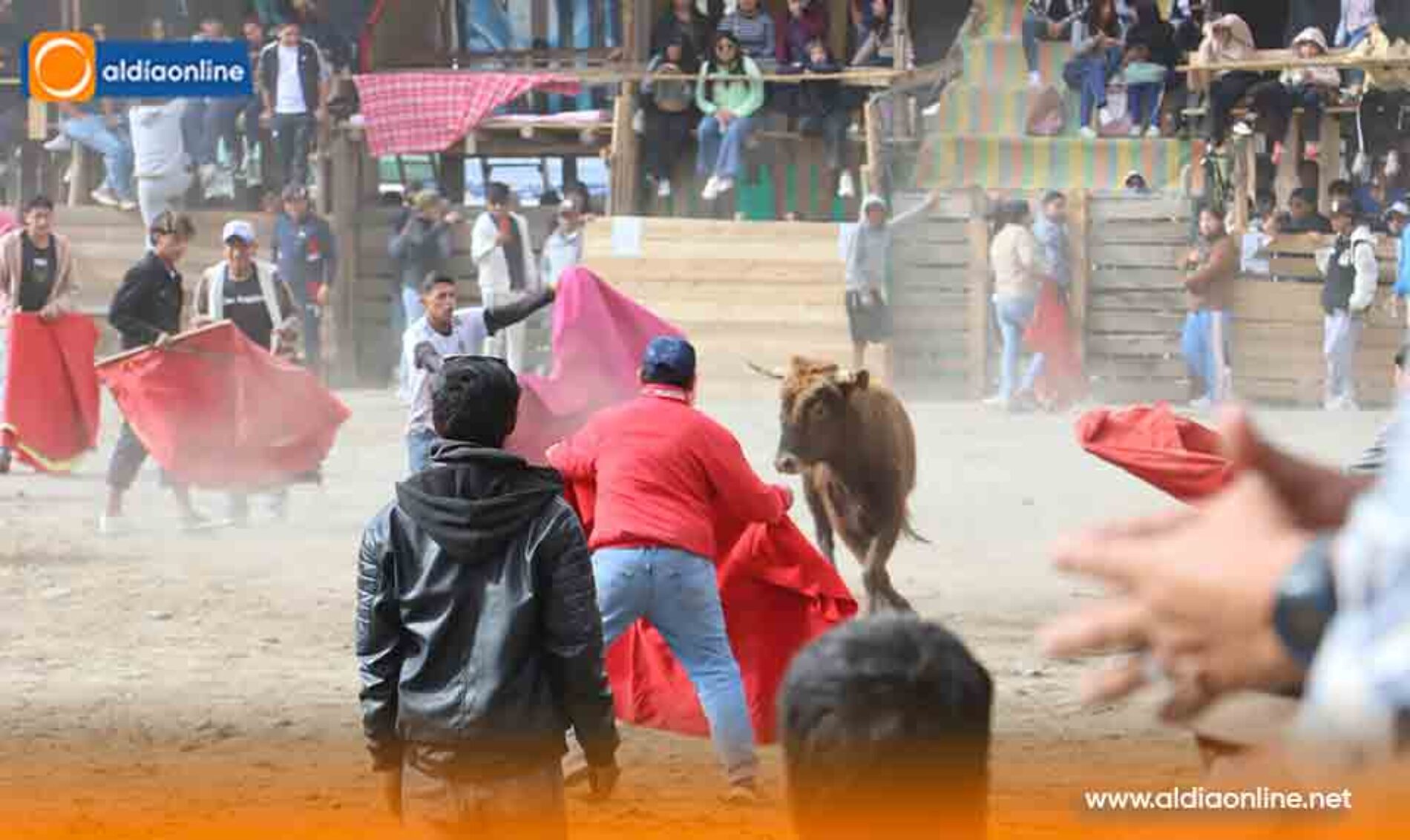 ¡PUJILÍ ENCIENDE LA FIESTA TAURINA! ARRANCARON LOS TOROS POPULARES CON CUATRO DÍAS DE TRADICIÓN Y CULTURA
