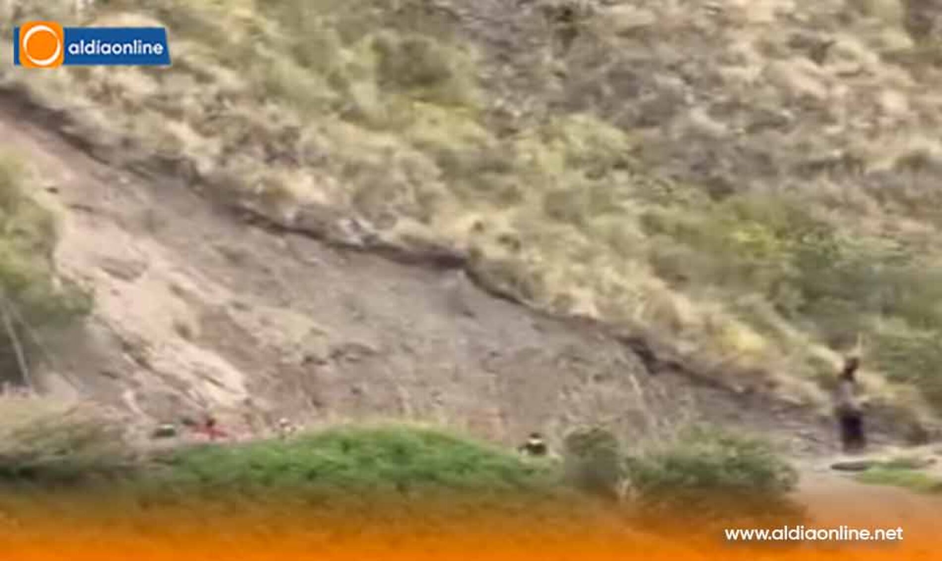 SAQUISILÍ EN ALERTA PERROS FERALES ATACAN A OVEJAS Y GENERAN PÉRDIDAS EN VARIAS COMUNIDADES
