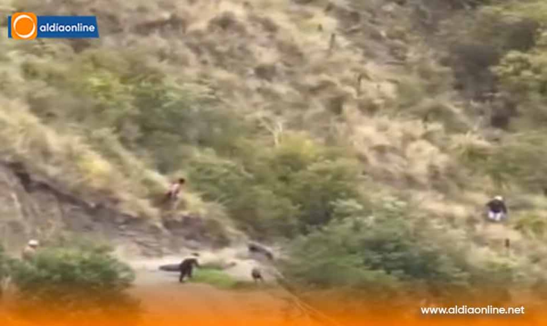 SAQUISILÍ EN ALERTA PERROS FERALES ATACAN A OVEJAS Y GENERAN PÉRDIDAS EN VARIAS COMUNIDADES