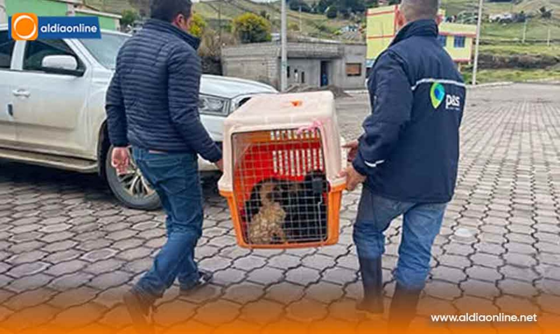 SAQUISILÍ COORDINA ACCIONES PARA EL MANEJO RESPONSABLE DE PERROS FERALES QUE AFECTAN A COMUNIDADES