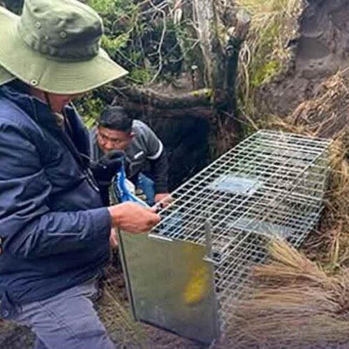 SAQUISILÍ COORDINA ACCIONES PARA EL MANEJO RESPONSABLE DE PERROS FERALES QUE AFECTAN A COMUNIDADES