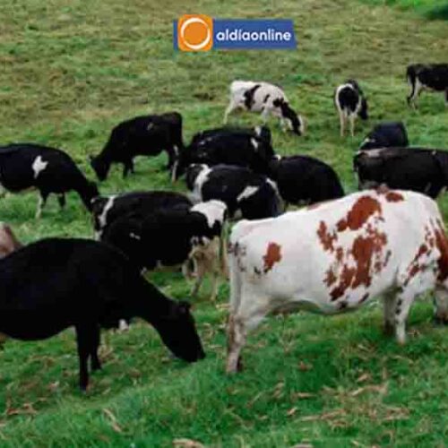 ¡ATENCIÓN GANADEROS! AGROCALIDAD IMPULSA LA ACTUALIZACIÓN DEL CATASTRO PECUARIO EN ECUADOR