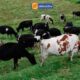 ¡ATENCIÓN GANADEROS! AGROCALIDAD IMPULSA LA ACTUALIZACIÓN DEL CATASTRO PECUARIO EN ECUADOR